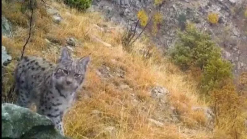 DKMP’nin fotokapanlarına vaşak yakalandı