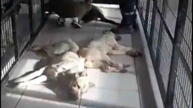 Osmangazi Belediyesi’nden hayvan katliamı!