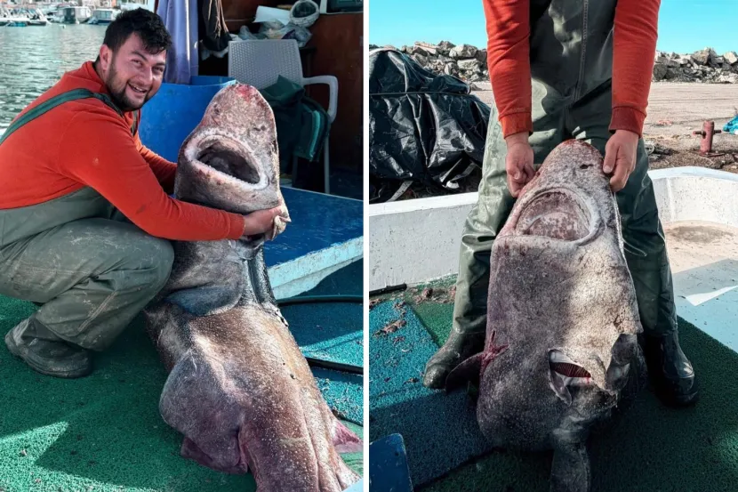 Yalova'da balıkçının ağına 4 metre uzunluğunda köpek balığı takıldı