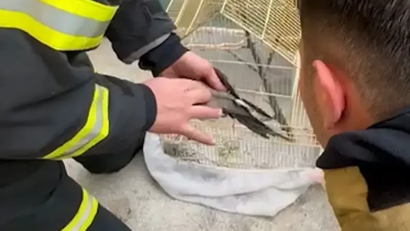 Yangın dumanından etkilenen papağana kalp masajı