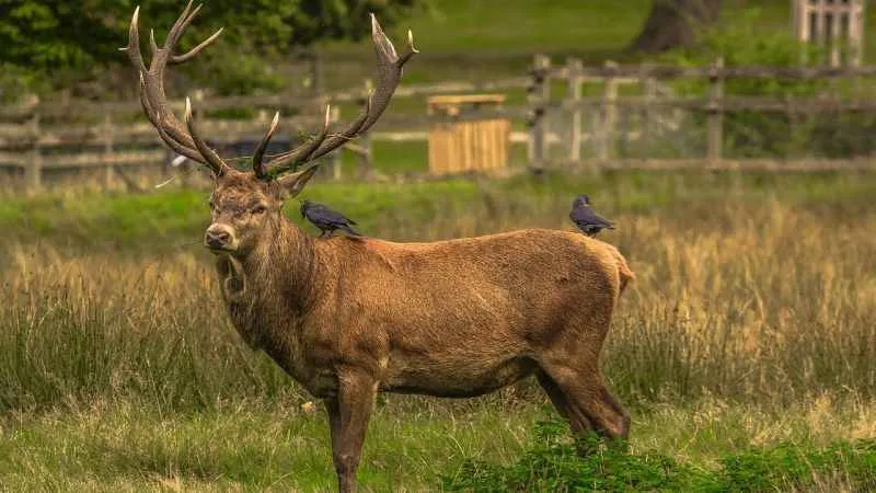 Zombi Geyik Hastalığı insanlığı tehdit ebebilir mi?